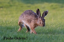 Frohe Ostern !