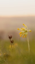 Primula veris