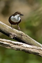 Wasseramsel mit Beute