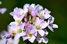 Wiesenschaumkraut