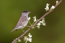 Die Mönchsgrasmücke (Sylvia atricapilla)