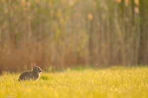 Genießer + Frohe Ostern