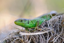 Zauneidechse (Lacerta agilis)