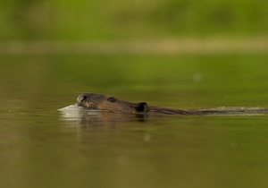 Biber im abendlichen Wasser
