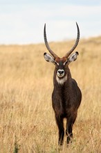 Waterbuck