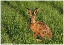 goldener Osterhase