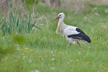 Verwitwet oder Brutvogel?