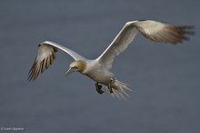 Basstölpel im Anflug, Helgoland; Juni 2010