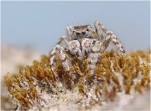 Dünenspringspinne   (Yllenus arenarius, male)