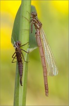 Frühe Adonisjungfer (Pyrrhosoma nymphula)