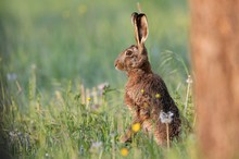 Hasenzeit