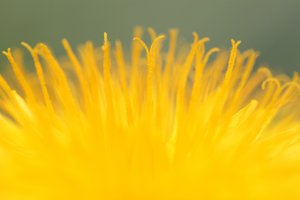 Gelbe Explosion