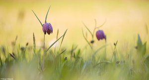 In der Schachblumenwiese