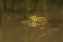 Kleiner Wasserfrosch