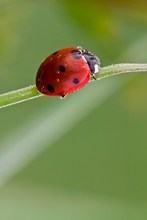 Siebenpunkt - Coccinella septempunctata