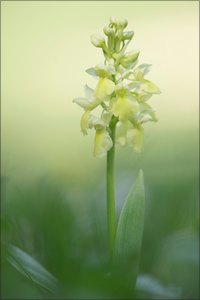 Vom Osterspaziergang