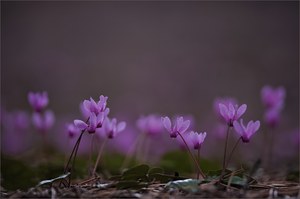 ~ Nach dem Regen ~