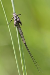 abgelegte Kleider
