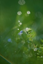 in the morning.. under raindrops