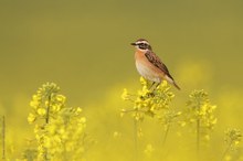 Braunkehlchen