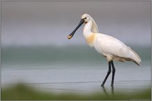 erfreuliche Entwicklung... Löffler *Platalea leucorodia*