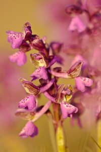 Anacamptis morio