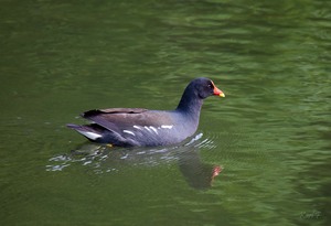 Teichhuhn