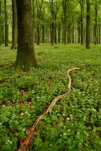 Waldmeisters Waldmeisterwald!