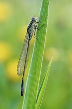 Große Pechlibelle (Ischnura Elegans)