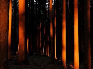 Feuerrote Bäume