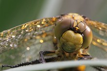 vom Regen überrascht