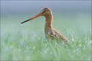 ~ Limosa limosa ~