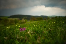 Bergwiese im Frankenwald