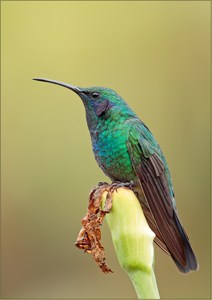 Kleiner Veilchenohrkolibri