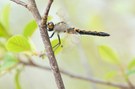 Nordische Moosjungfer (Leucorrhinia rubicunda)