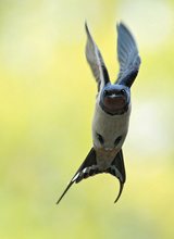 Rauchschwalbe im Flug