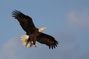 Weißkopfseeadler im Landeanflug