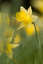 Narcissus