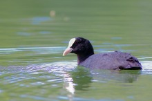 Bläßhuhn