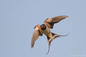 Mückenjäger -  Rauchschwalbe im Flug