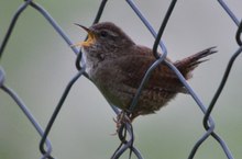 Zaunkönig namensgerecht im Zaun