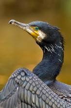 Kormoran