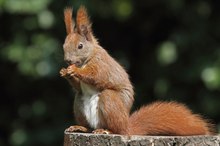 Pausen-Snack