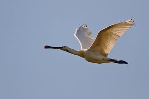 Löffler (Platalea leucorodia)