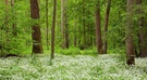 Bärlauchwald