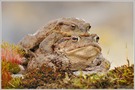 Erdkröte (Bufo bufo)