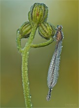 Hufeisen-Azurjungfer (Weibchen)