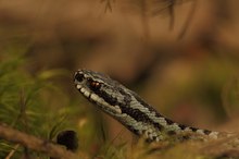 kreuzotter im oslowald