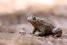 Gelbbauchunke (Bombina variegata)