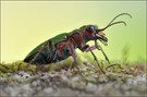 ~ Feld-Sandlaufkäfer  ~